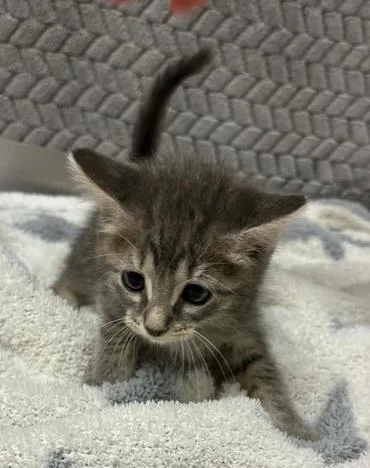 A baby small-sized female Domestic Short Hair cat named Linda for adoption in Lampasas, TX