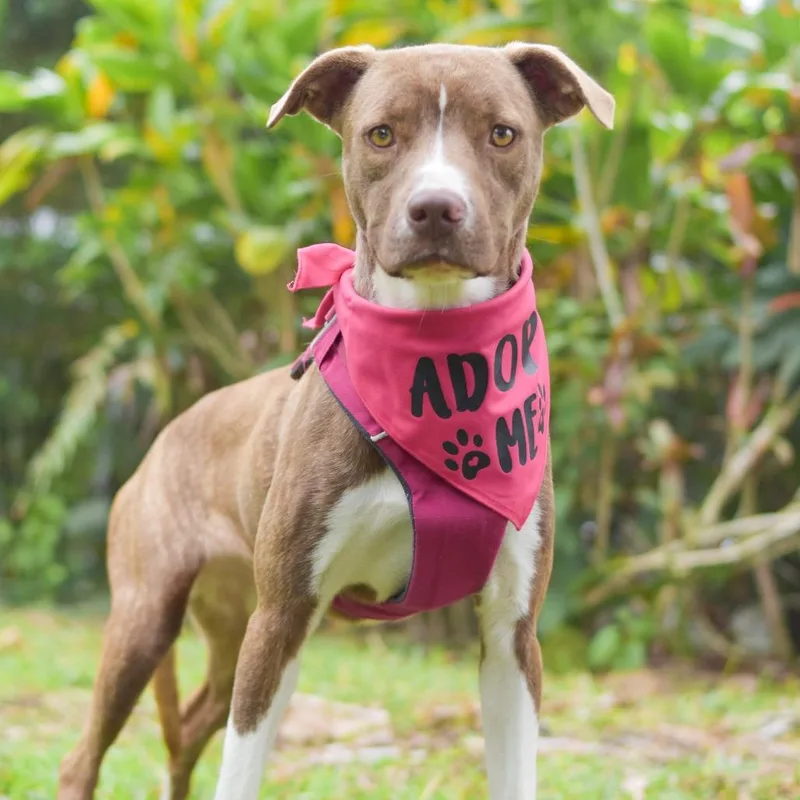 A young medium-sized female Brown / Chocolate Mixed Breed dog named Rosie for adoption in Kailua Kona, HI