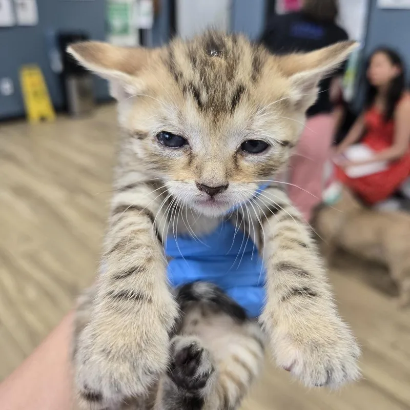 A baby small-sized female Domestic Short Hair cat named Cuatro for adoption in Newark, NJ