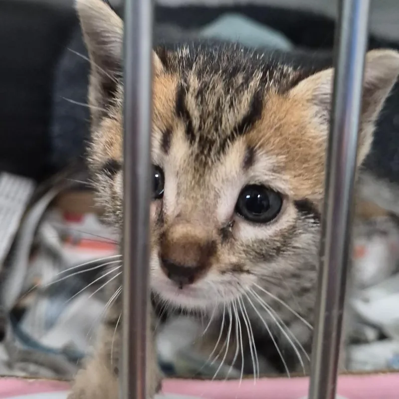 A baby small-sized female Brown / Chocolate Domestic Short Hair cat named Mocha for adoption in Vieques, PR
