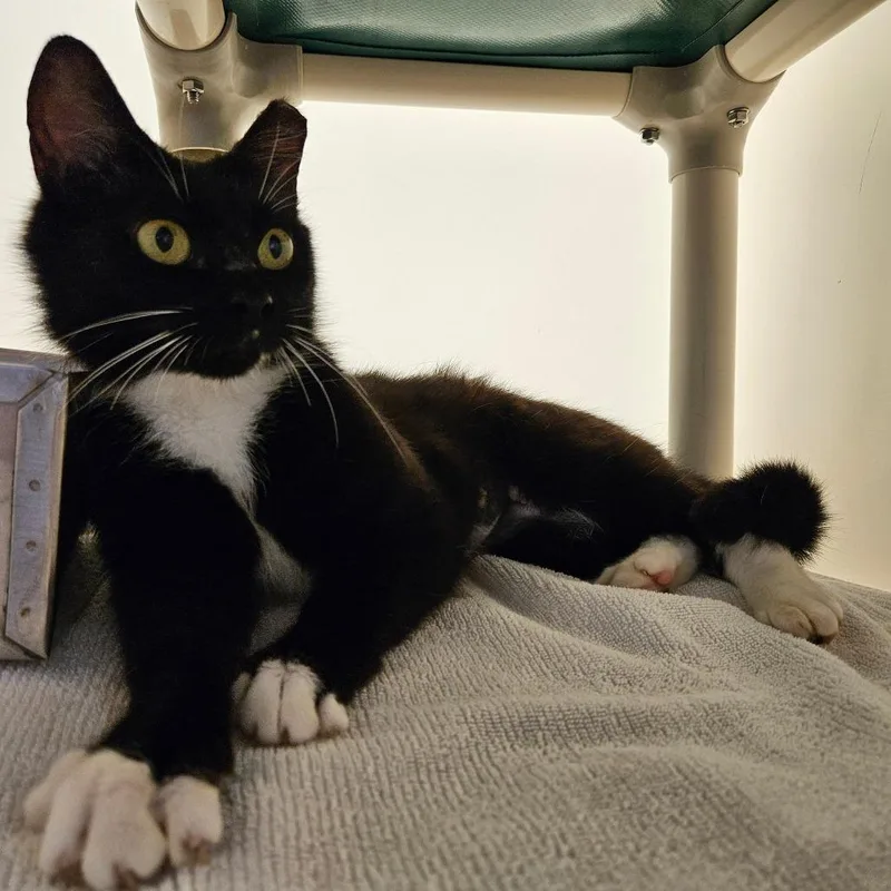 A young medium-sized female Black Domestic Short Hair cat named Lady Elaine for adoption in Harrisonburg, VA