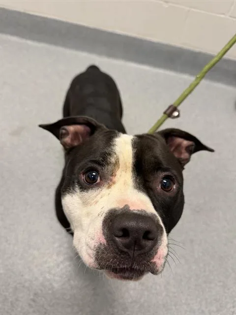 An adult medium-sized male Pit Bull Terrier dog named Tybalt for adoption in Indianapolis, IN