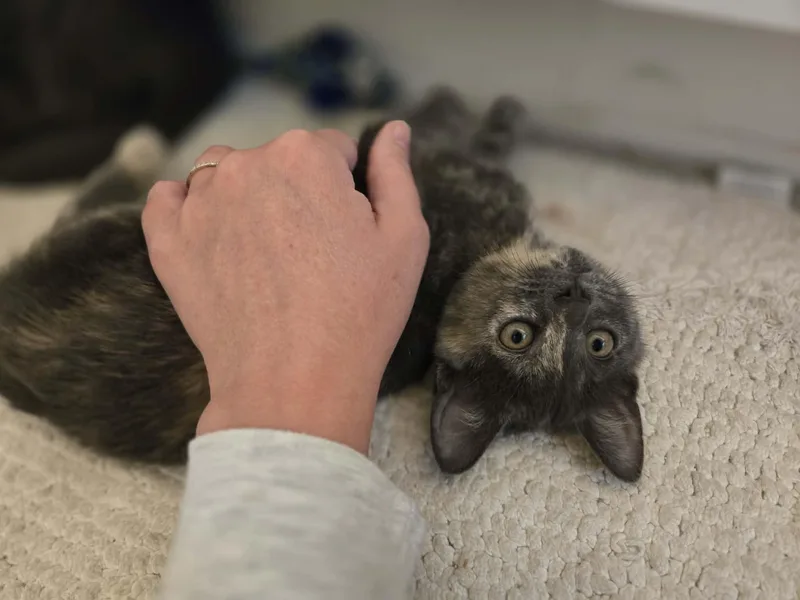 A baby medium-sized female Dilute Tortoiseshell Domestic Short Hair cat named Fava for adoption in Chicago, IL