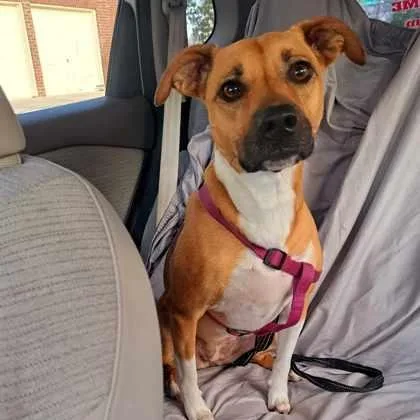 An adult medium-sized female Golden Pit Bull Terrier dog named Dolly for adoption in Justin, TX