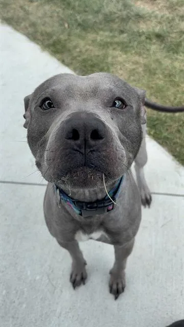 An adult medium-sized male Pit Bull Terrier dog named King for adoption in Indianapolis, IN