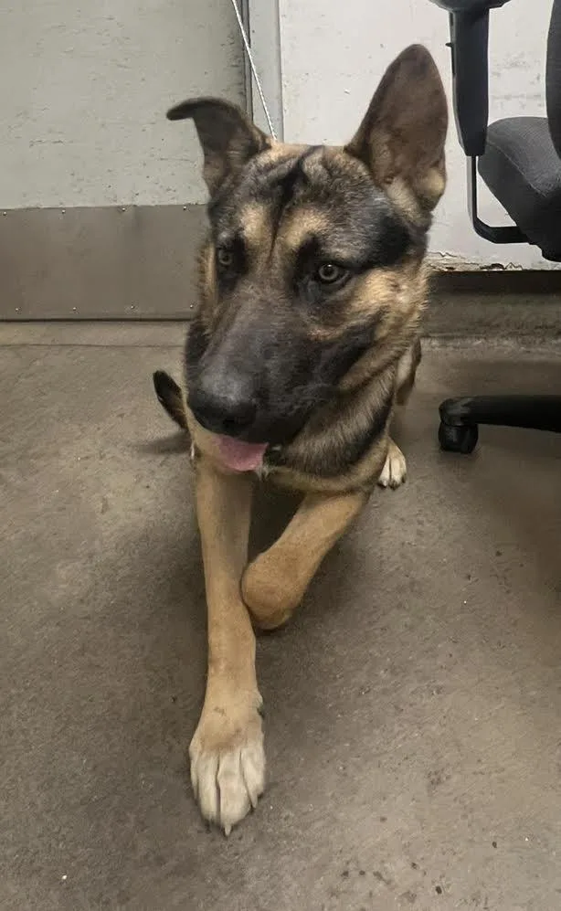 A young large-sized male German Shepherd Dog dog named Lau for adoption in Van Nuys, CA