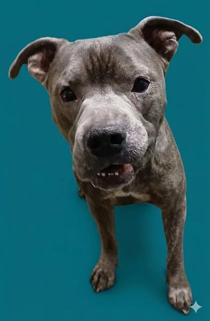 A young large-sized male Mixed Breed dog named Blue Ivey for adoption in Jacksonville, FL