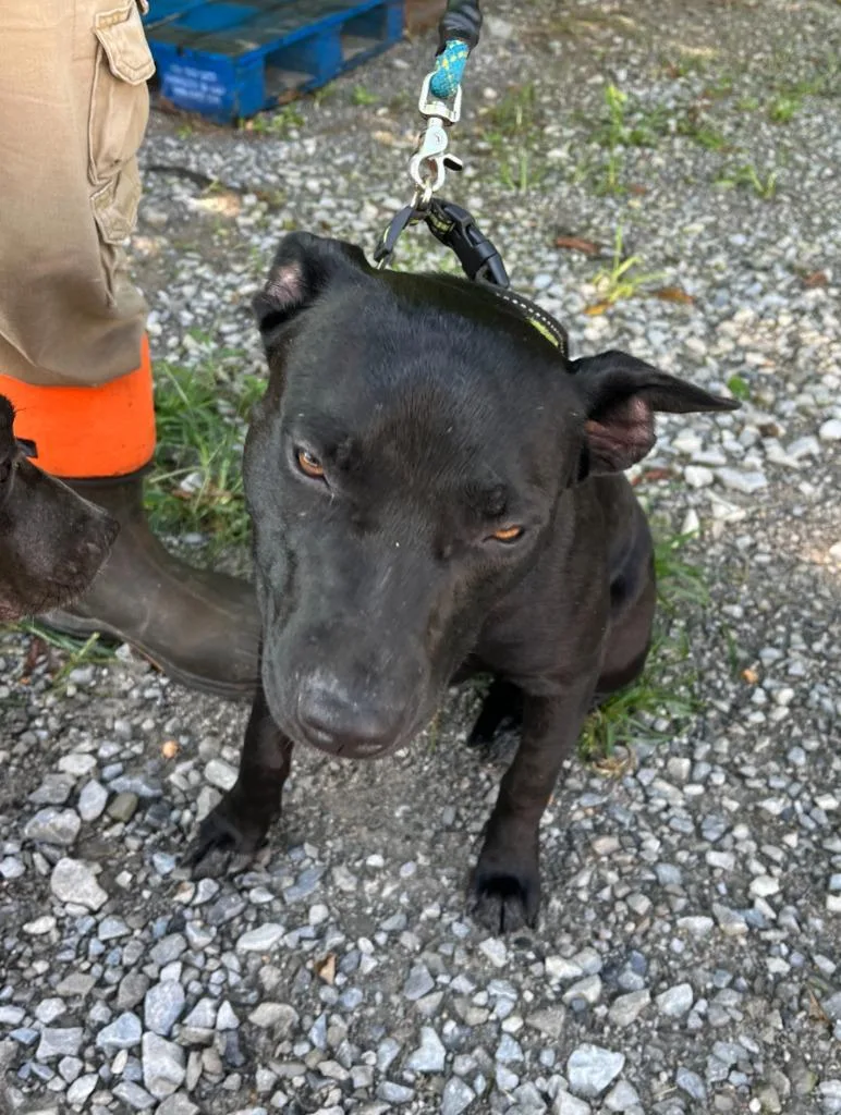A young large-sized female Mixed Breed dog named Moonshine for adoption in Lawrenceburg, TN