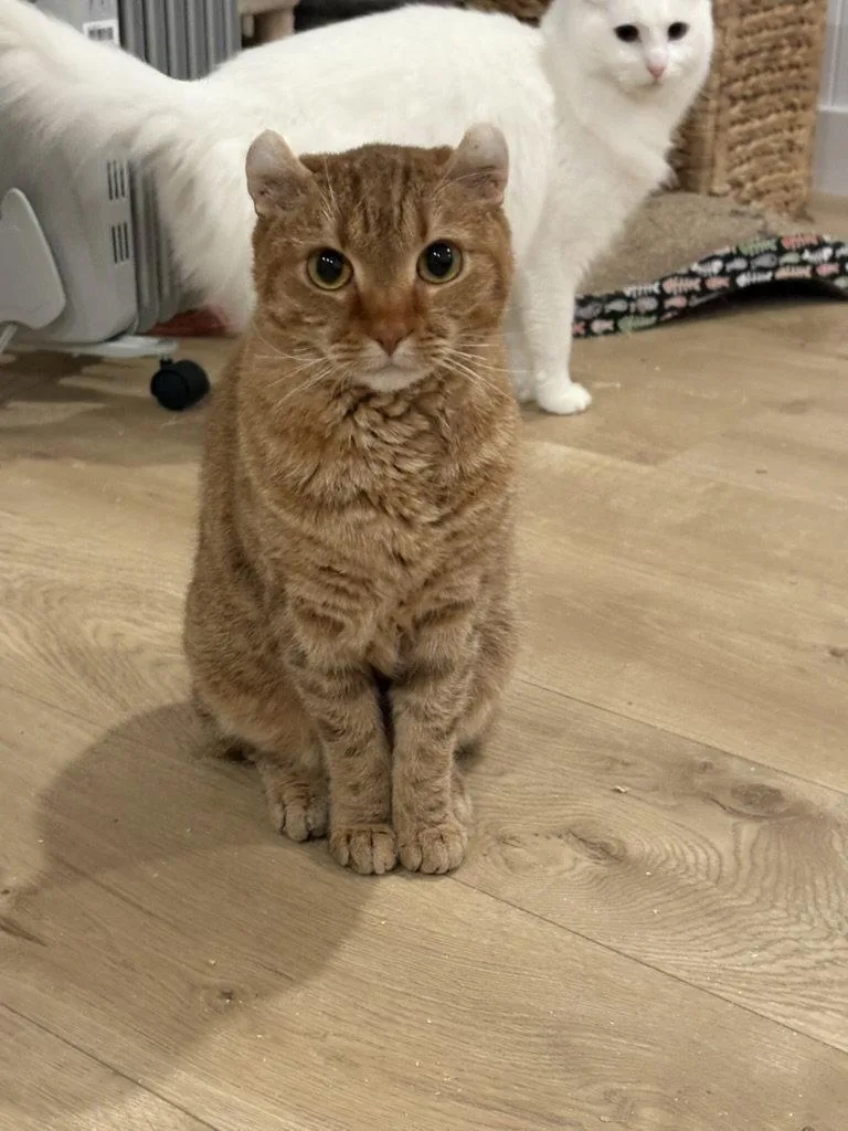 An adult medium-sized female Orange / Red Scottish Fold cat named Boba for adoption in San Jose, CA