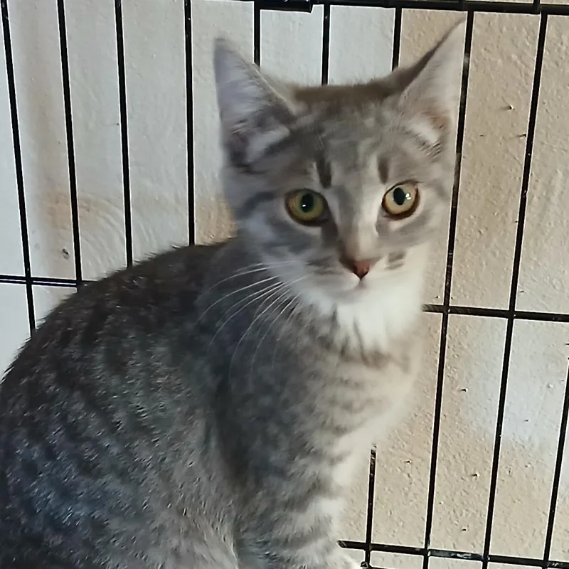 A baby small-sized female Gray / Blue / Silver Domestic Short Hair cat named Parcheesie for adoption in Irwin, PA
