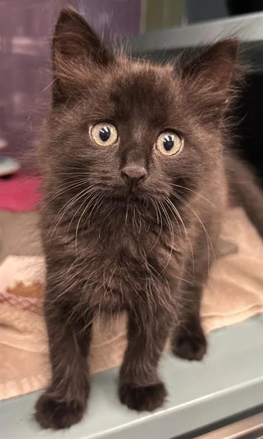 A baby small-sized male Domestic Medium Hair cat named Sombre for adoption in Santa Cruz, CA