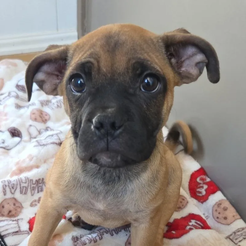 A baby medium-sized male Brown / Chocolate Mixed Breed dog named Johnny for adoption in Fort Bragg, CA