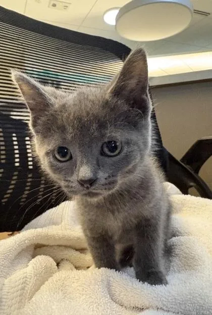 A baby small-sized female Domestic Short Hair cat named Oaklynn for adoption in Westland, MI