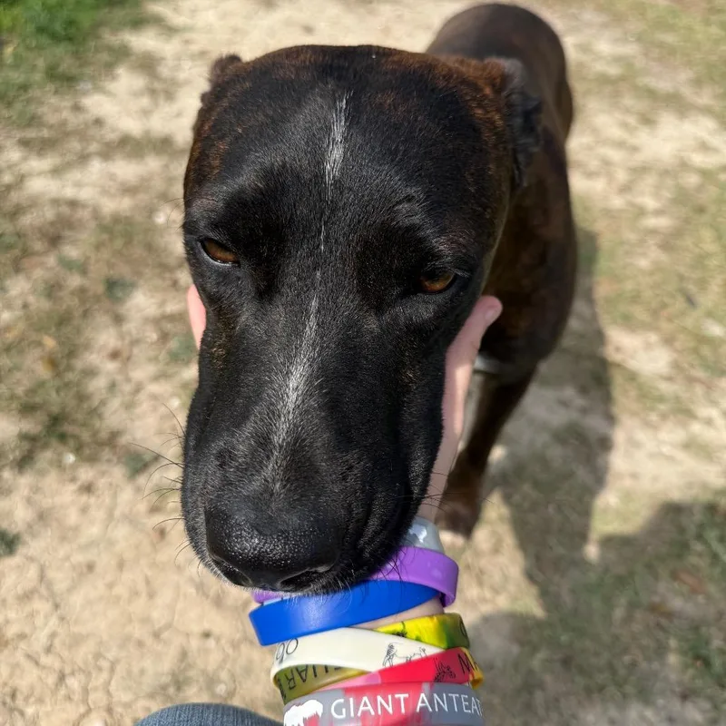 An adult medium-sized male Brindle Terrier dog named Kevin for adoption in Corpus Christi, TX