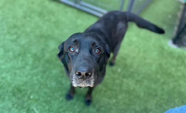 An adult large-sized female Mixed Breed dog named Polly for adoption in Dallas, TX