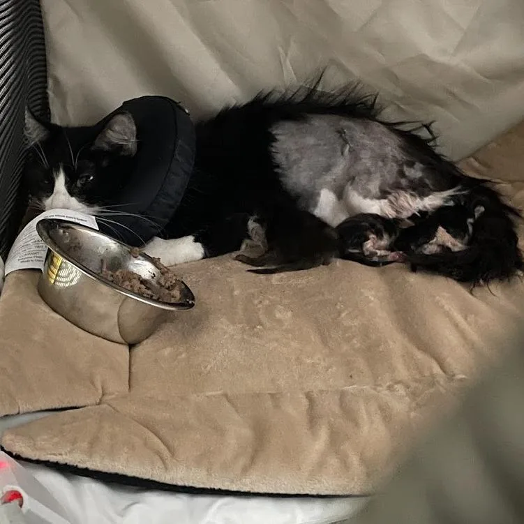 An adult small-sized female Black Domestic Short Hair cat named Molly for adoption in Port Charlotte, FL