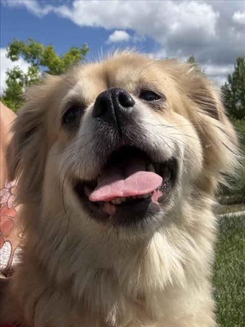 An adult small-sized female Pekingese dog named Starling for adoption in Tracy, CA