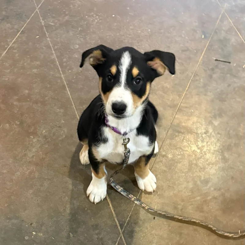 A baby medium-sized female Black Labrador Retriever dog named Lucy for adoption in Hatfield, PA