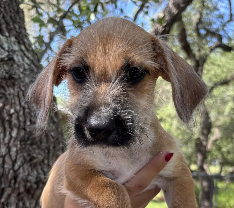 A baby small-sized male Norwich Terrier dog named Disney Eric for adoption in New Braunfels, TX