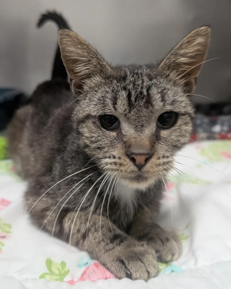 An adult small-sized female Tabby (Tiger Striped) Domestic Short Hair cat named Smooches for adoption in New Ulm, MN