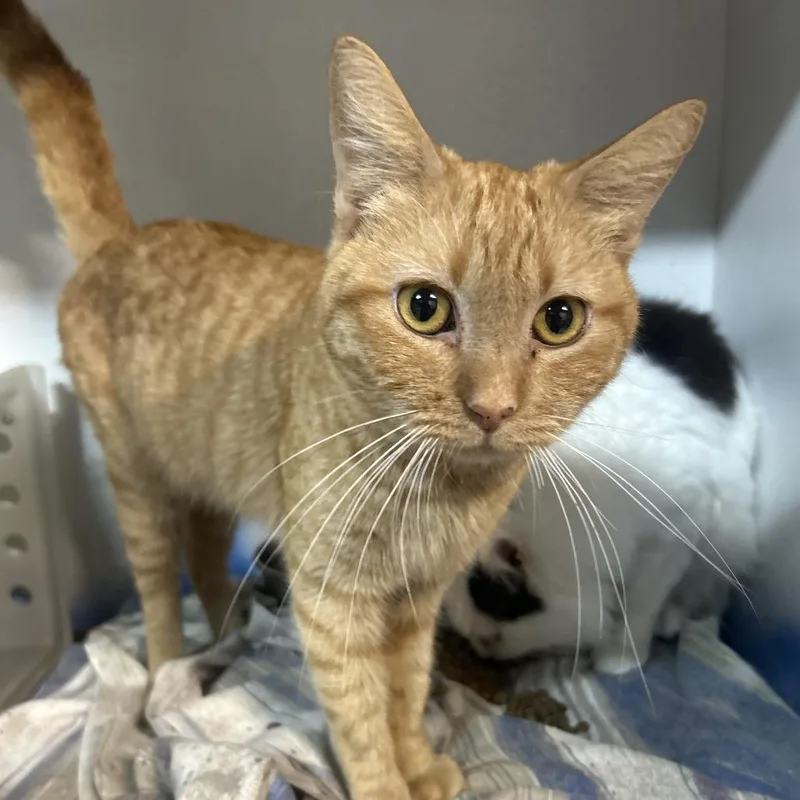 An adult small-sized male Orange / Red Domestic Short Hair cat named Charleston for adoption in Hemet, CA