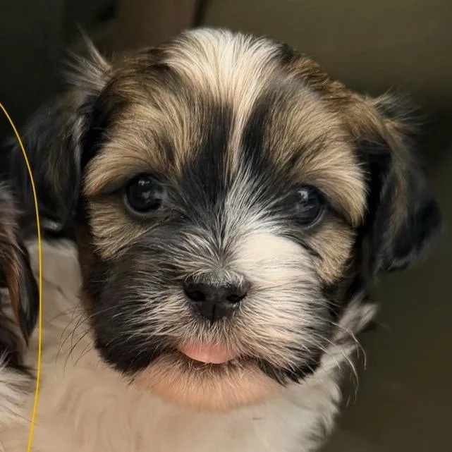 A baby small-sized male Black Shih Tzu dog named Mack for adoption in Bessemer, AL