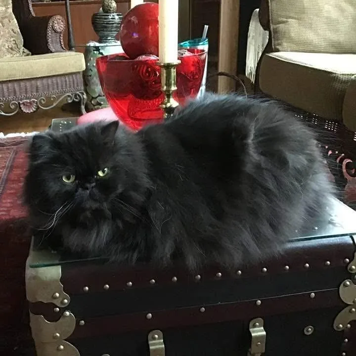 A senior medium-sized male Black Persian cat named Simon @ Petco On for adoption in Carmel, IN