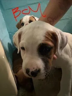 A baby small-sized male Mixed Breed dog named Tate for adoption in Lafayette, TN