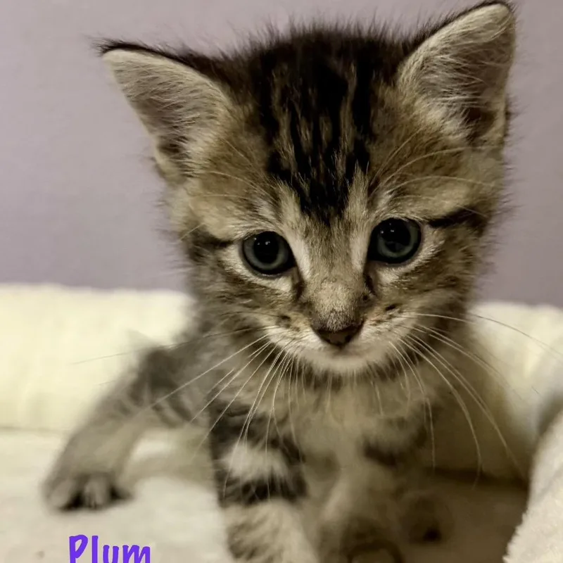 Plum