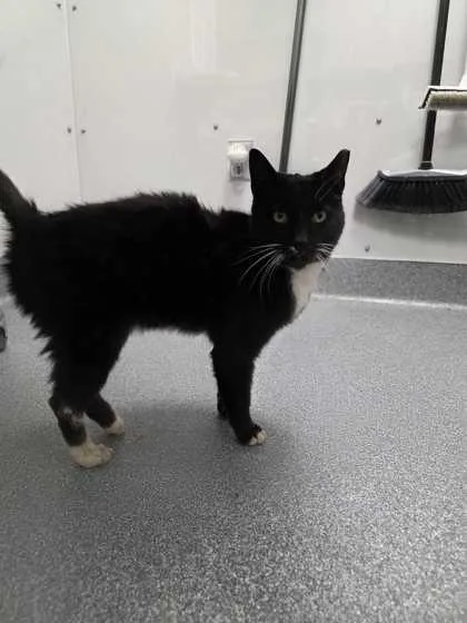 An adult large-sized male Domestic Short Hair cat named Bartlett for adoption in Sevierville, TN