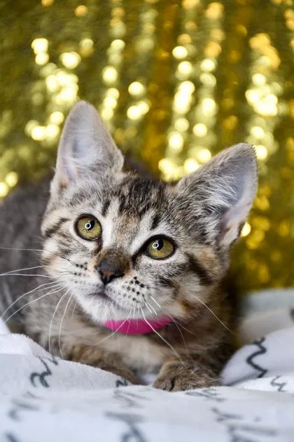 A baby small-sized female Domestic Short Hair cat named Acorn for adoption in Yakima, WA