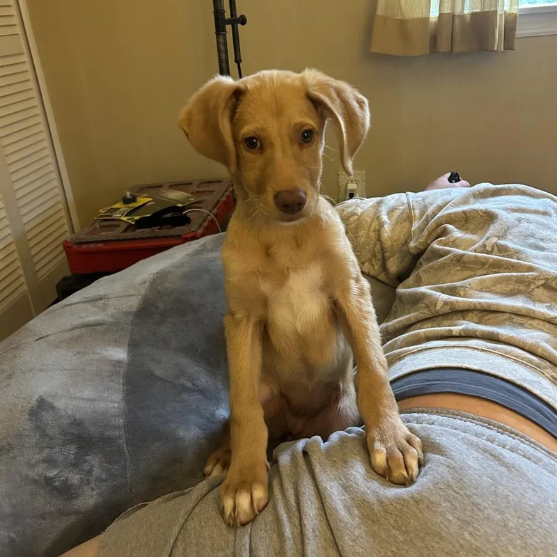 A baby small-sized female Golden Yellow Labrador Retriever dog named Marigold for adoption in Rockville, MD