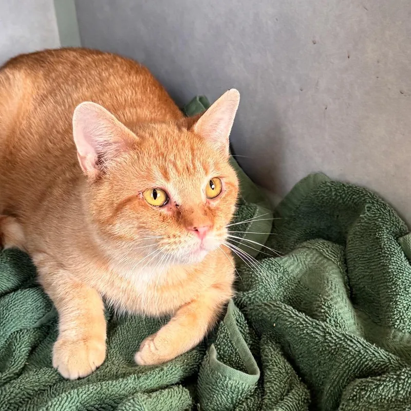 A young medium-sized male Domestic Short Hair cat named Sawyer for adoption in Portage, MI