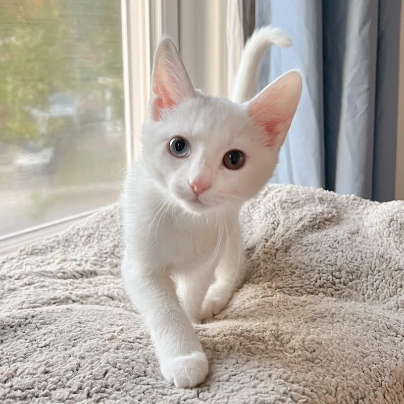A baby medium-sized female Siamese cat named Button for adoption in Cincinnati, OH