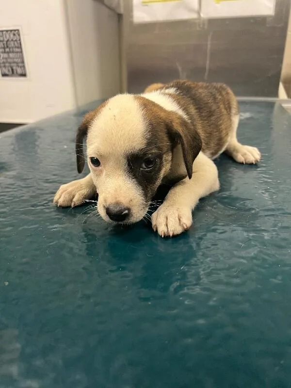 A young medium-sized male Brindle Mixed Breed dog named Dolce for adoption in Mobile, AL