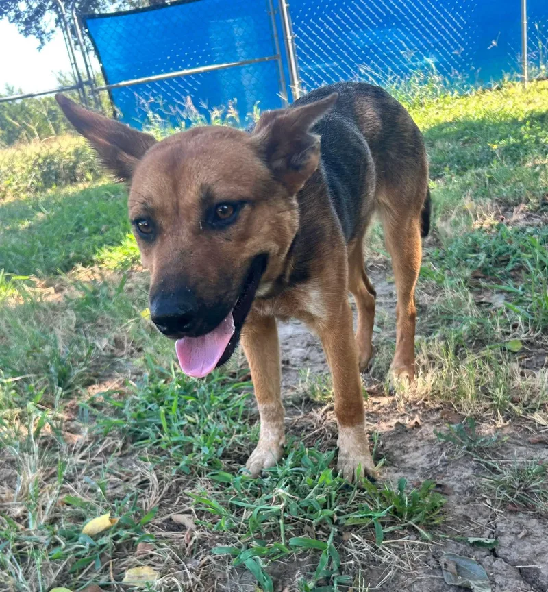 A young medium-sized male German Shepherd Dog dog named Puppies for adoption in Denison, TX
