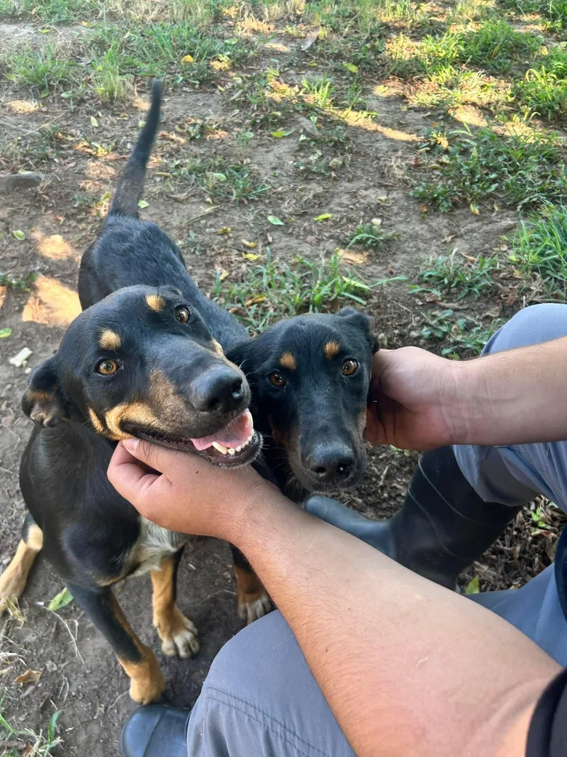 Puppies thumbnail 3