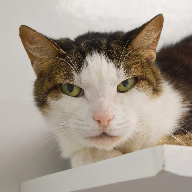 A senior medium-sized female White Domestic Short Hair cat named Jinx for adoption in West Palm Beach, FL