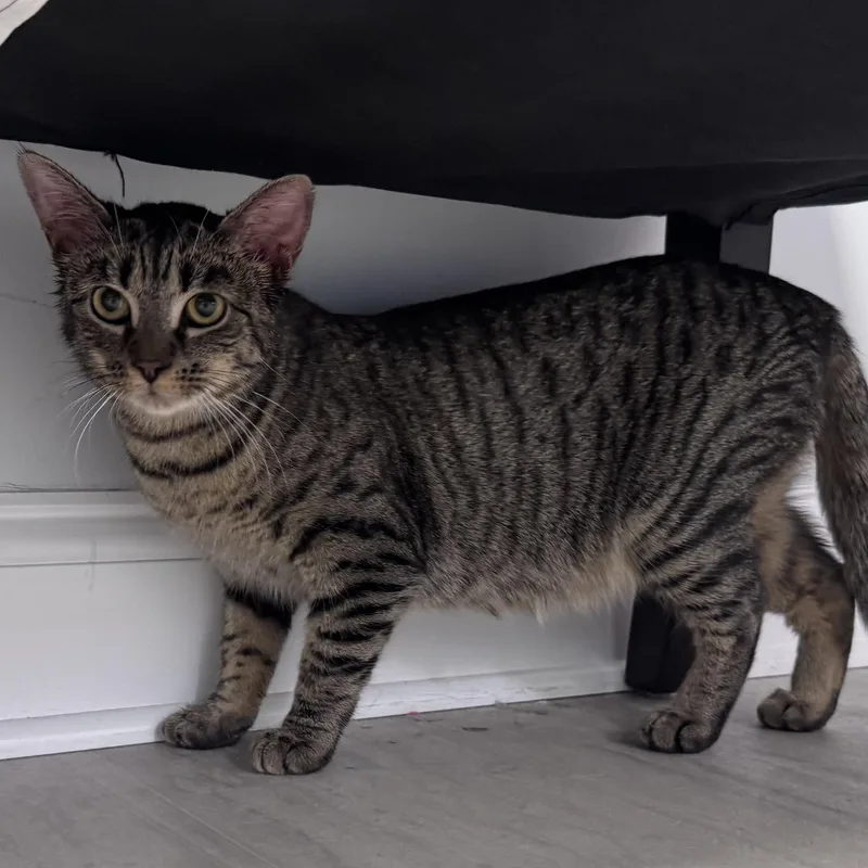 A young medium-sized female Tabby (Tiger Striped) Tiger cat named Cookie for adoption in East Northport, NY