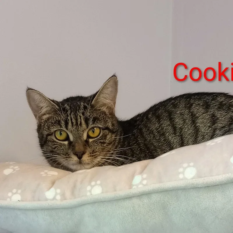 Cookie thumbnail 5
