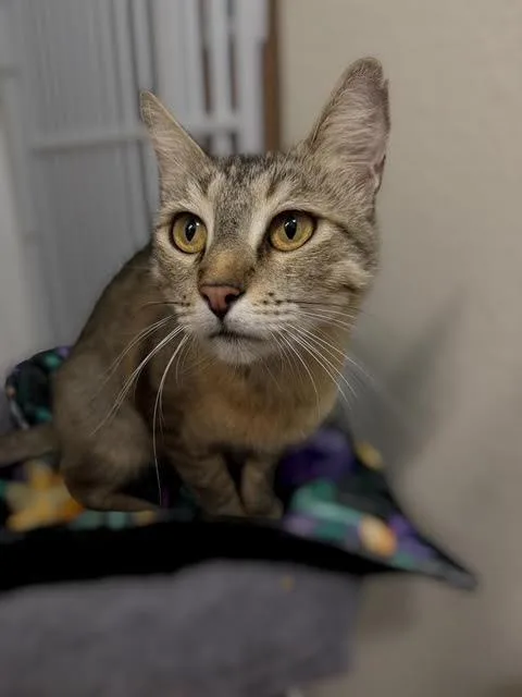 An adult medium-sized female Brown / Chocolate Domestic Short Hair cat named Odessa Koshka for adoption in Chandler, AZ