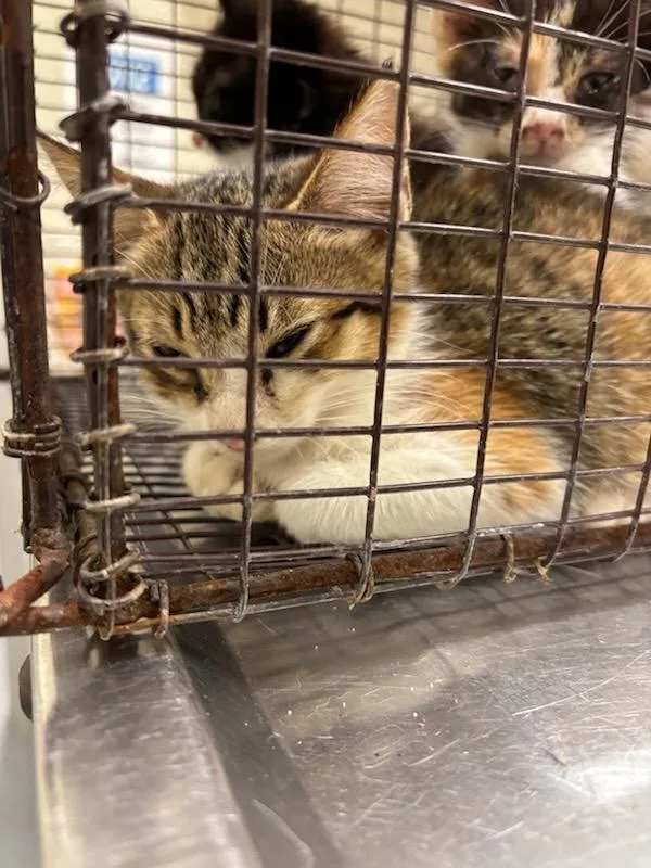 A baby medium-sized female Domestic Short Hair cat named 2026-06-134 for adoption in Winder, GA
