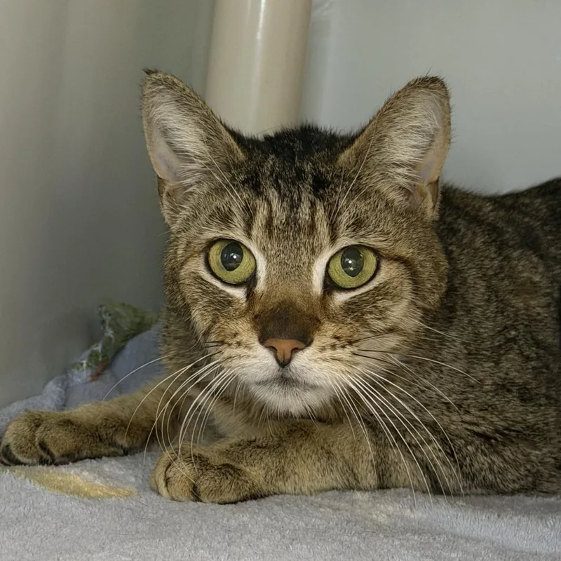An adult medium-sized female Domestic Short Hair cat named Tegan for adoption in Los Angeles, CA