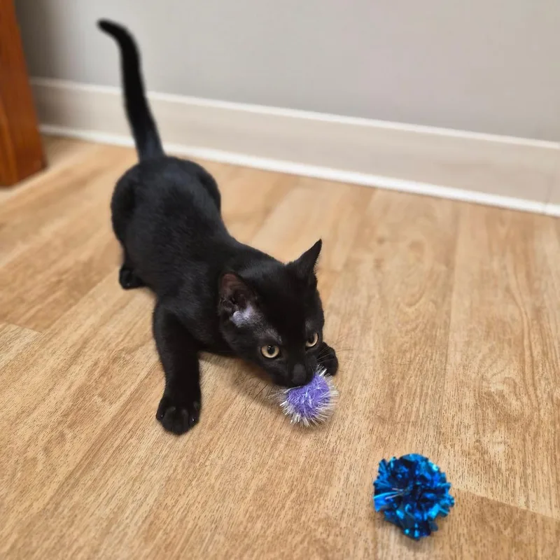 A young small-sized male Black Domestic Short Hair cat named Fowler for adoption in Woodstock, IL