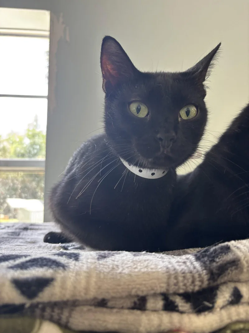A young medium-sized female Black Domestic Short Hair cat named Sammie for adoption in Naples, FL