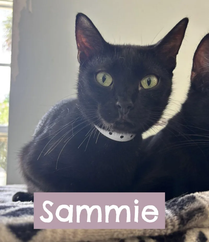 Sammie thumbnail 2