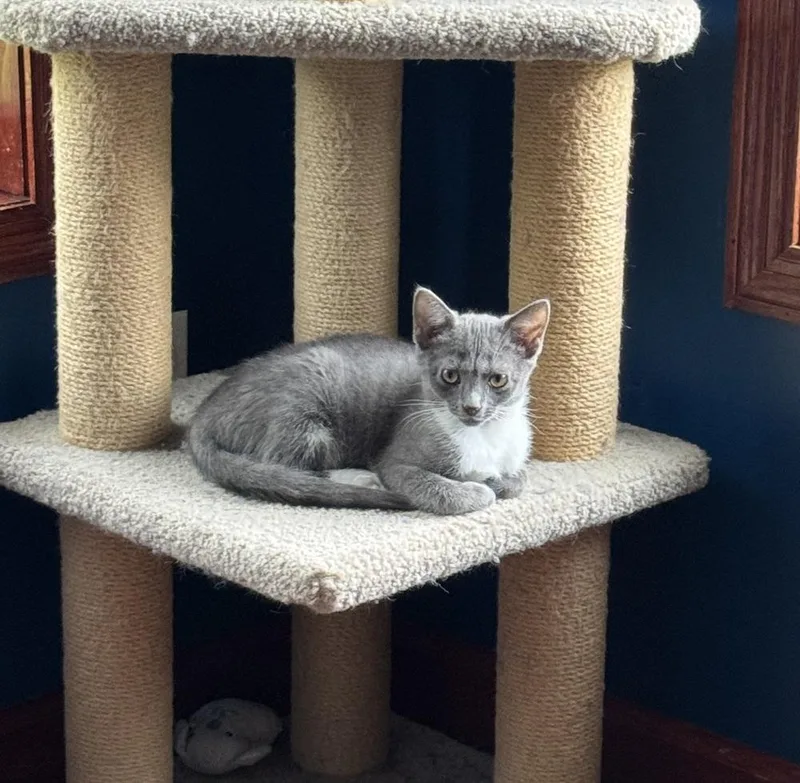 A baby medium-sized female Gray & White Domestic Short Hair cat named Ciabatta for adoption in Clinton Township, MI