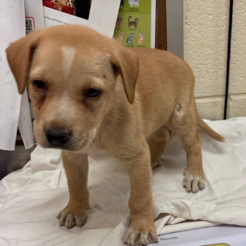 A baby small-sized male Yellow / Tan / Blond / Fawn Mixed Breed dog named Wasabi for adoption in Memphis, TN