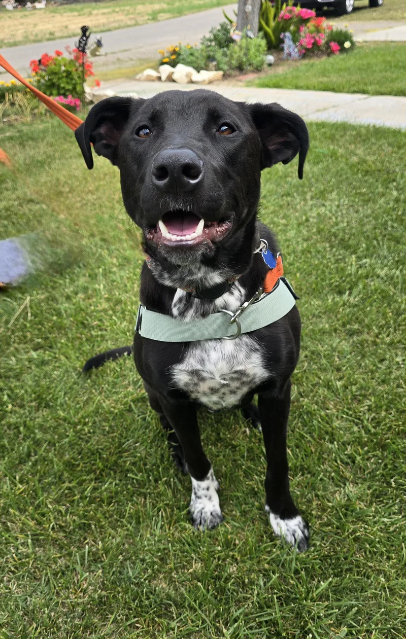 A young medium-sized female Black Black Labrador Retriever dog named Sammy for adoption in Tracy, CA