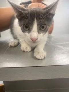 A baby small-sized male Domestic Short Hair cat named Timmy for adoption in Saint Cloud, FL